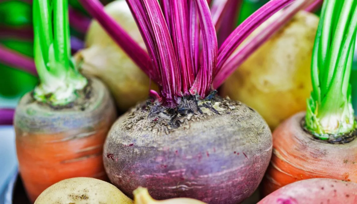 Hortalizas de raíz