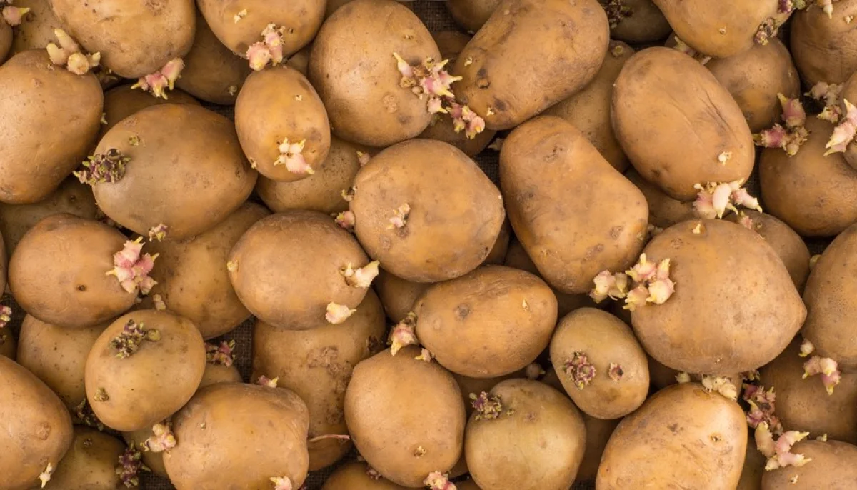 Evita que las patatas echen broten