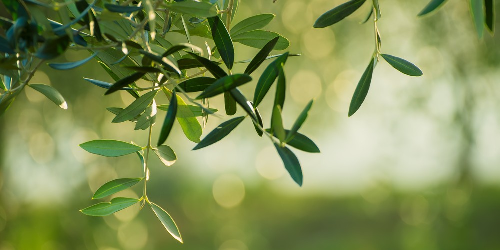 Propiedades y beneficios de las hojas del olivo Cocina rico