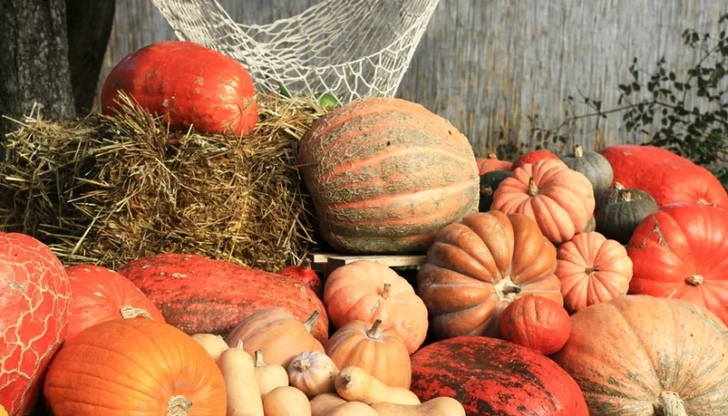 Noviembre: las 5 mejores verduras del mes